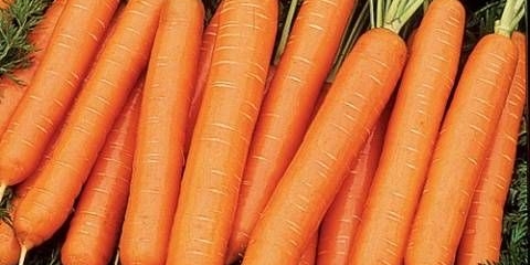 Najbolja šargarepa za sadnju u lenjingradskoj oblasti